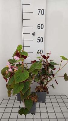 Begonia grandis 'Evansiana'