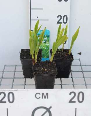 Bletilla striata 'Alba'