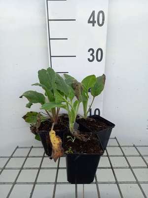 Borago officinalis