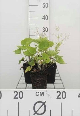 Brunnera macrophylla