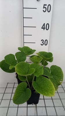 Brunnera macr. 'Betty Bowring'