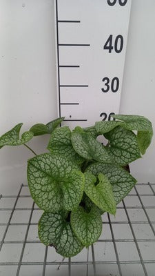 Brunnera macr. 'Jack of Diamonds'