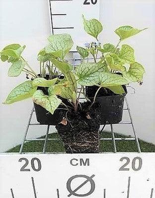 Brunnera macr. 'Jack Frost'®