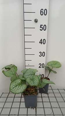 Brunnera macr. 'Looking Glass'®