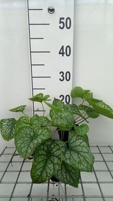 Brunnera macr. 'Mr Morse'®