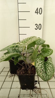 Brunnera macr. 'Sea Heart'®