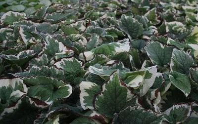 Brunnera macr. 'Variegata'