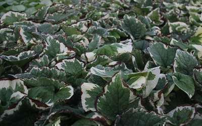 Brunnera macr. 'Variegata'