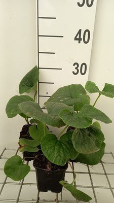 Brunnera sibirica
