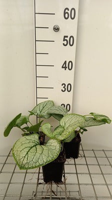 Brunnera macr. 'Silver Heart'®