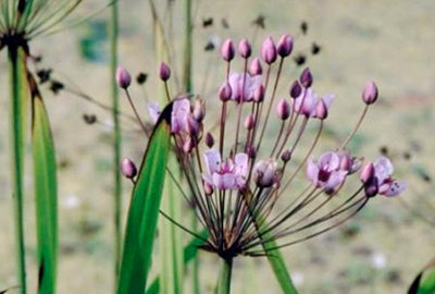 Butomus umbellatus