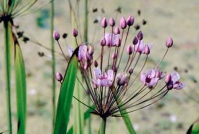 Butomus umbellatus