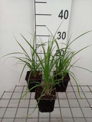 Carex acuta (= gracilis)