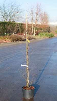 Carpinus bet. 'Fastigiata'