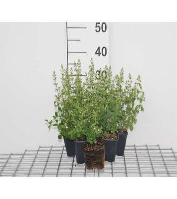 Calamintha nep. 'Nepeta'