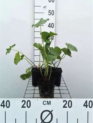 Caltha palustris