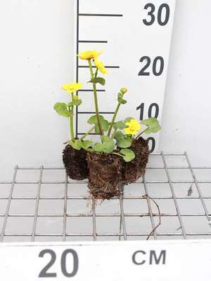 Caltha palustris