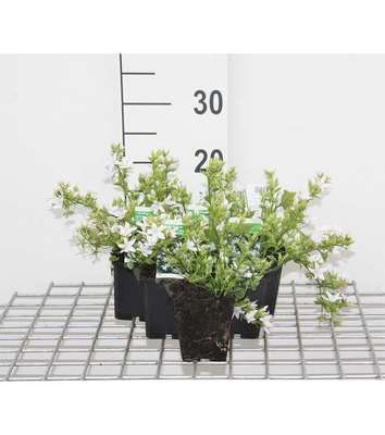 Campanula posch. 'E.h. Frost'