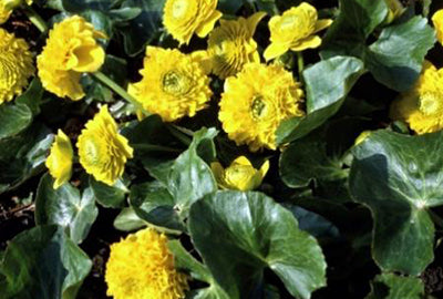Caltha pal. 'Multiplex' (= 'plena')