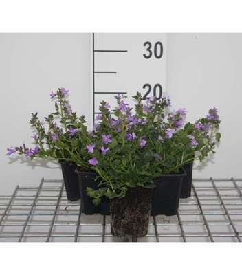 Campanula portenschlagiana (= muralis)