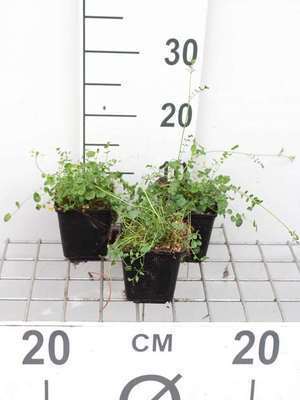 Cardamine pratensis