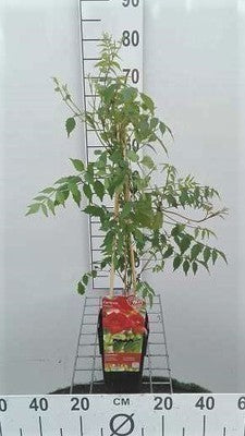 Campsis radicans