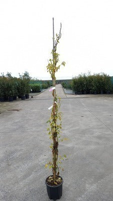 Campsis rad. 'Flava' (= 'yellow trumpet')