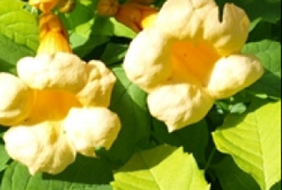 Campsis rad. 'Flava' (= 'yellow trumpet')