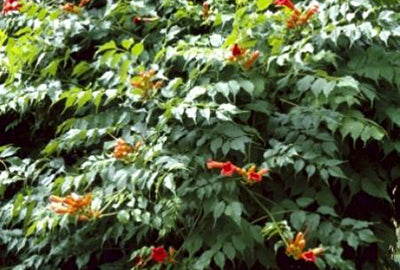 Campsis tagl. 'Madame Galen'