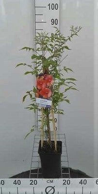 Campsis tagl. 'Madame Galen'
