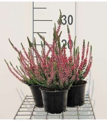 Calluna vulgaris rood/rouge