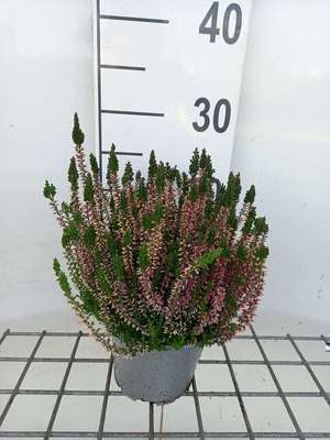 Calluna vulgaris rood/rouge
