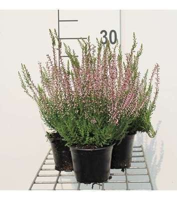 Calluna vulgaris roze/rose
