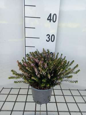 Calluna vulgaris roze/rose