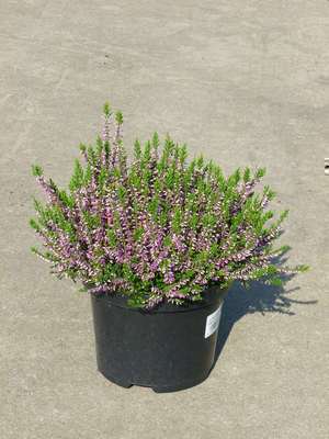 Calluna vulgaris in soorten/en var