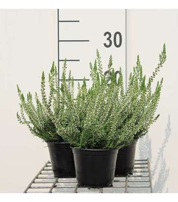 Calluna vulgaris wit/blanc