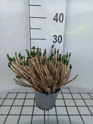 Calluna vulgaris wit/blanc
