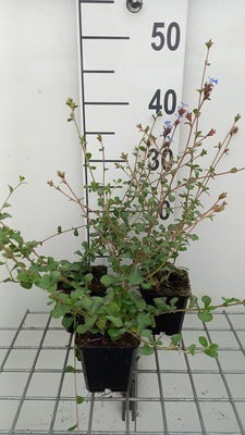 Ceratostigma griffithii