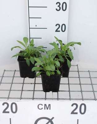 Centranthus ruber 'Albus'