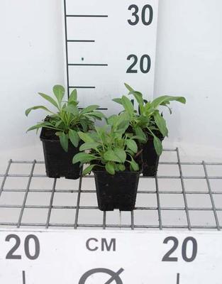 Centranthus ruber 'Albus'