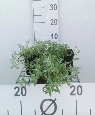 Cerastium tomentosum