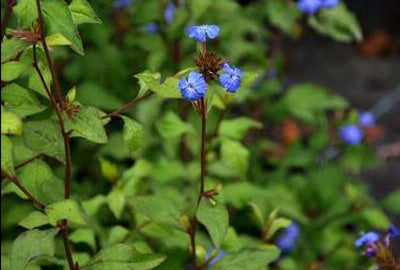 Ceratostigma willmottianum