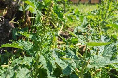 Chenopodium bonus-henricus