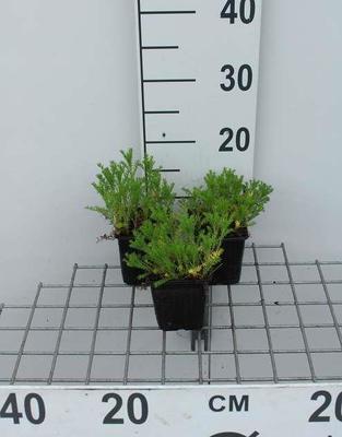Chamaemelum nob. 'Ligulosum' (='plenum')