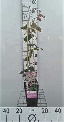 Clematis armand. 'Apple Blossom'