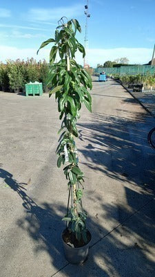 Clematis armandii