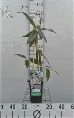 Clematis armandii