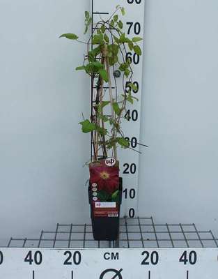 Clematis hybr. 'Ernest Markham'