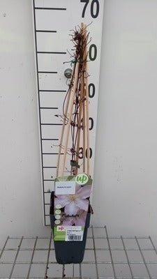Clematis hybr. 'Mme. Le Coultre'