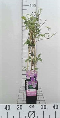 Clematis mont. 'Rubens'